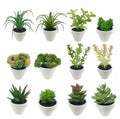 Assorted Micro Potted Succulent