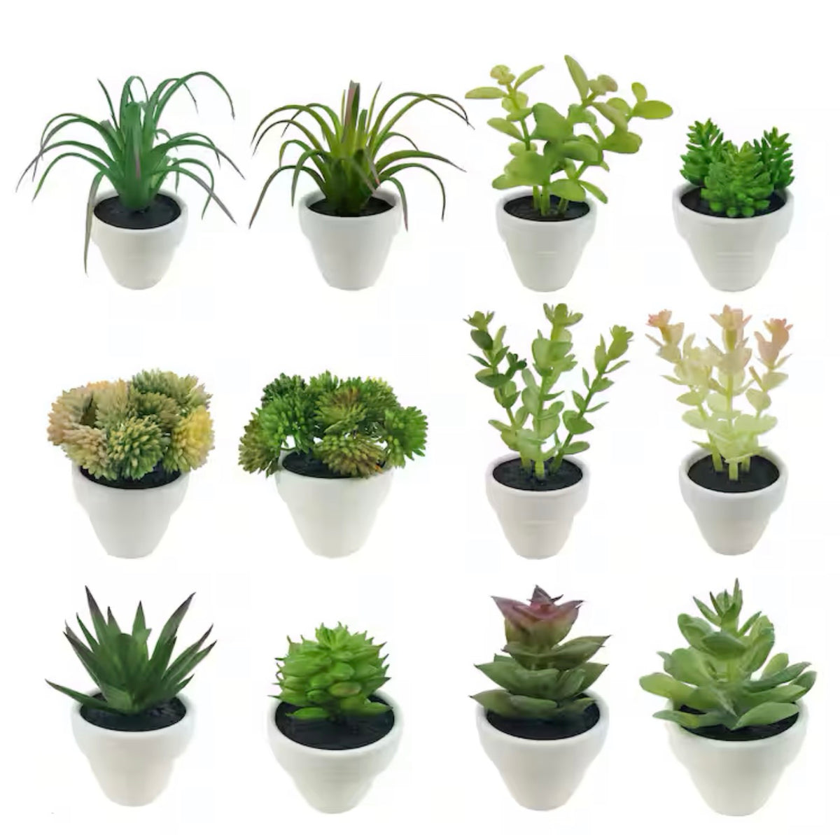 Assorted Micro Potted Succulent